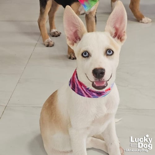 IZZY - Australian Shepherd / Cattle Dog available for adoption