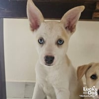 Izzy - Photo 2