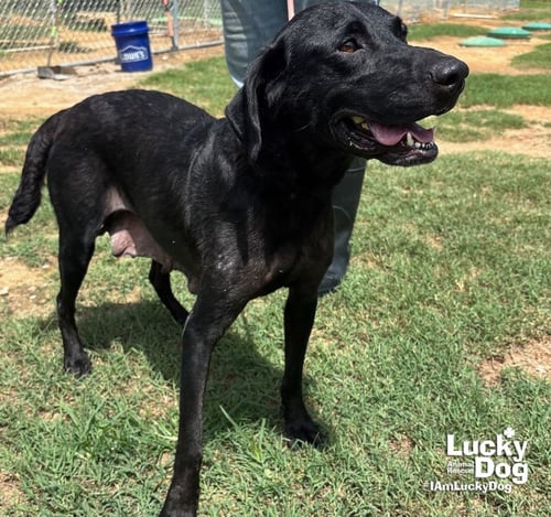 SPICE GIRL - Labrador Retriever available for adoption