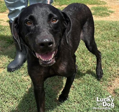 SPICE GIRL - Labrador Retriever available for adoption