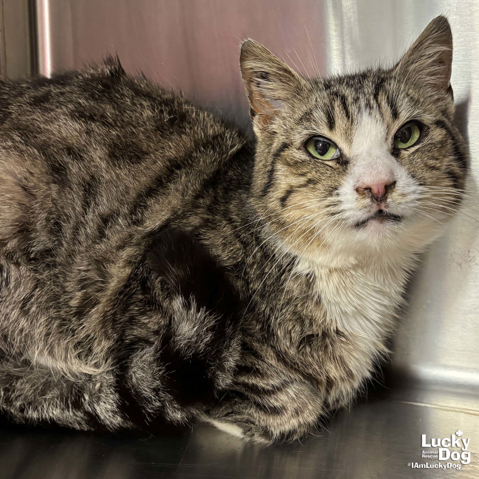 MUFFIN MAN - Domestic Short Hair available for adoption