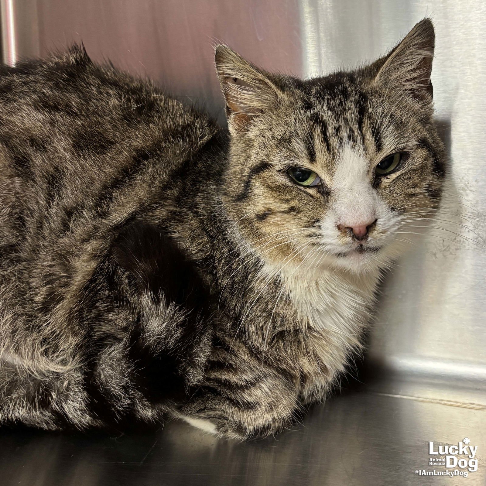 MUFFIN MAN - Domestic Short Hair available for adoption