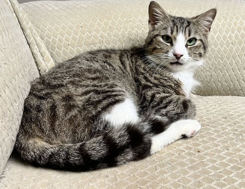 MUFFIN MAN - Domestic Short Hair available for adoption