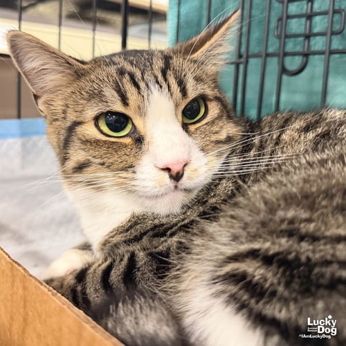 MUFFIN MAN - Domestic Short Hair available for adoption