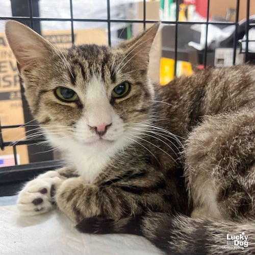 MUFFIN MAN - Domestic Short Hair available for adoption