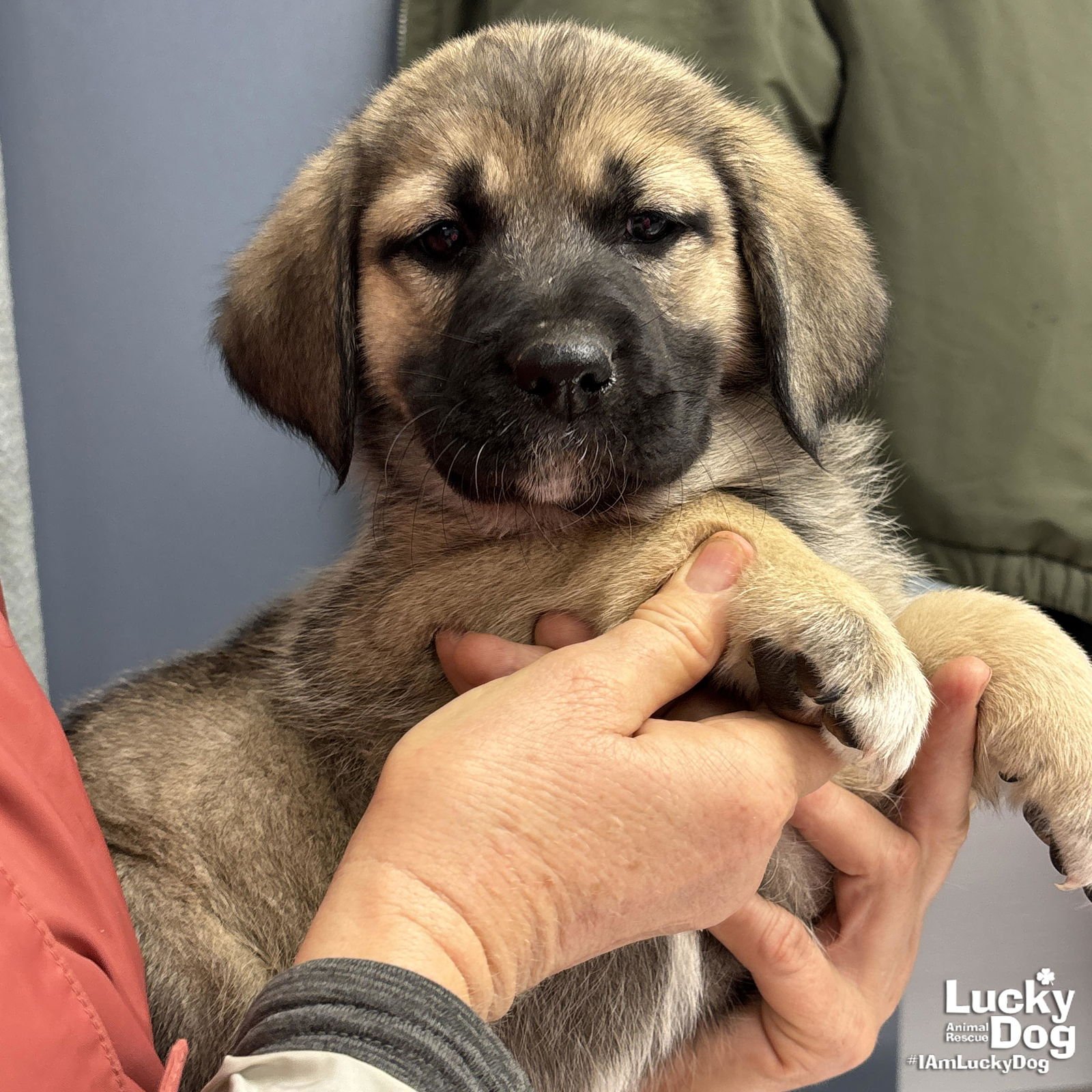 DAFFODIL - Great Pyrenees / Labrador Retriever available for adoption