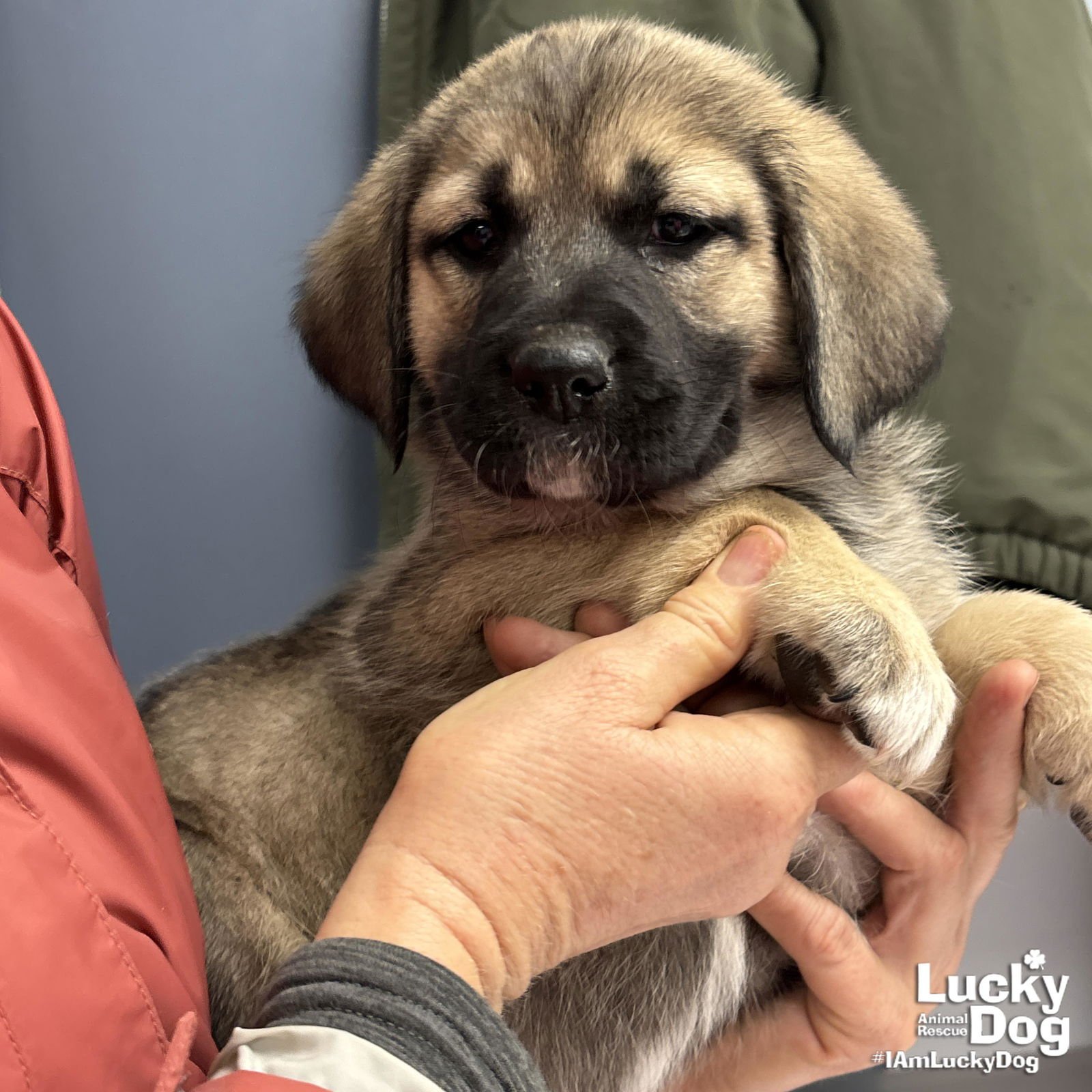 DAFFODIL - Great Pyrenees / Labrador Retriever available for adoption