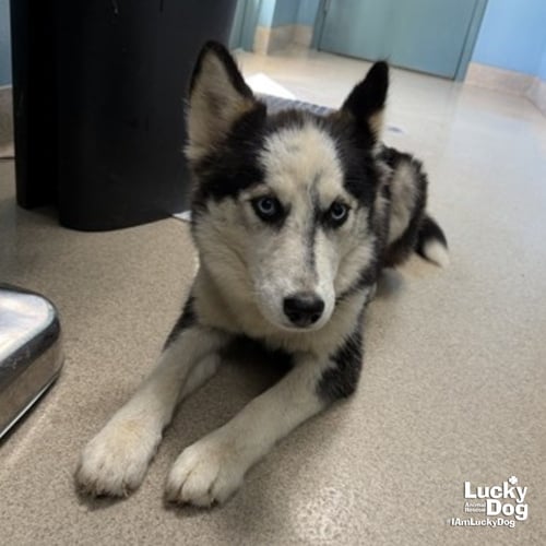 ALITA - Husky available for adoption