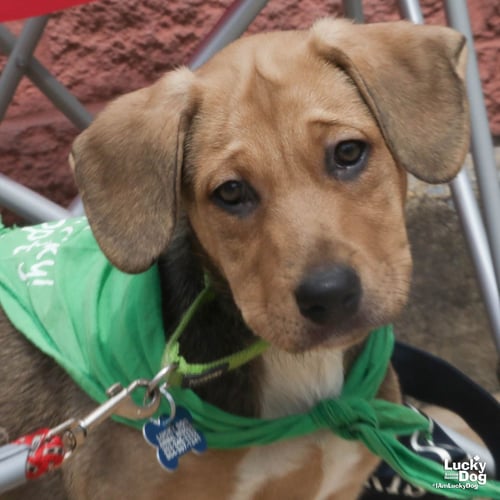 ADONIS - Australian Cattle Dog/Blue Heeler available for adoption