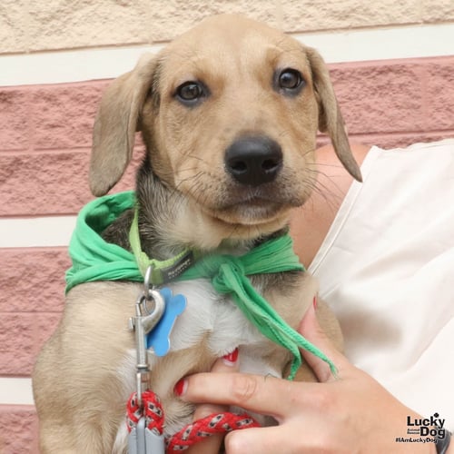 ADONIS - Australian Cattle Dog/Blue Heeler available for adoption