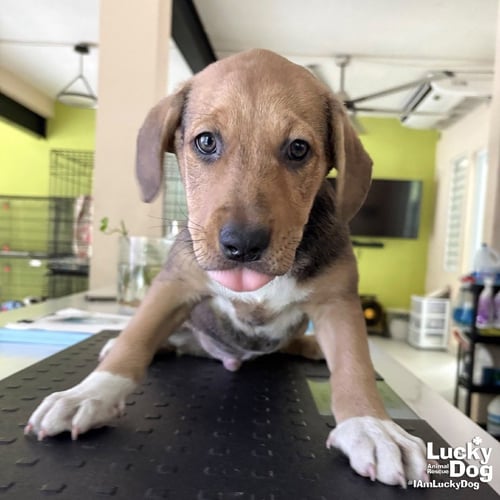 ADONIS - Australian Cattle Dog/Blue Heeler available for adoption