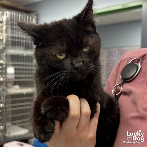 NINTENDO - Domestic Short Hair available for adoption