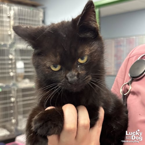 NINTENDO - Domestic Short Hair available for adoption