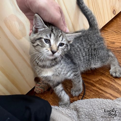GUINEA - Domestic Short Hair available for adoption