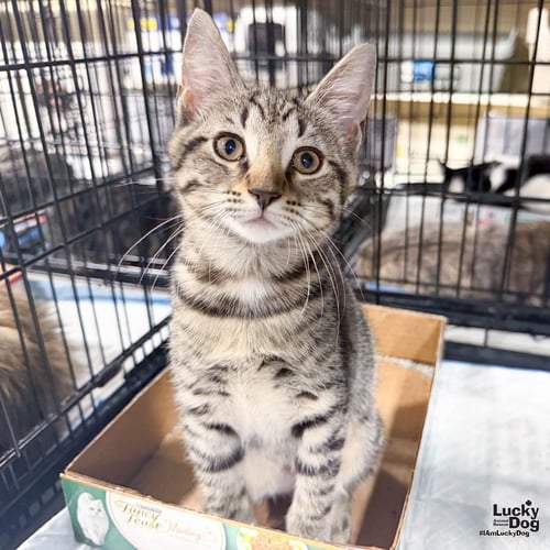 GUINEA - Domestic Short Hair available for adoption
