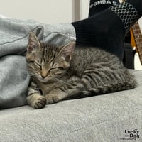 Guinea - Photo 4