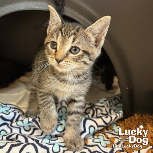 GUINEA - Domestic Short Hair available for adoption