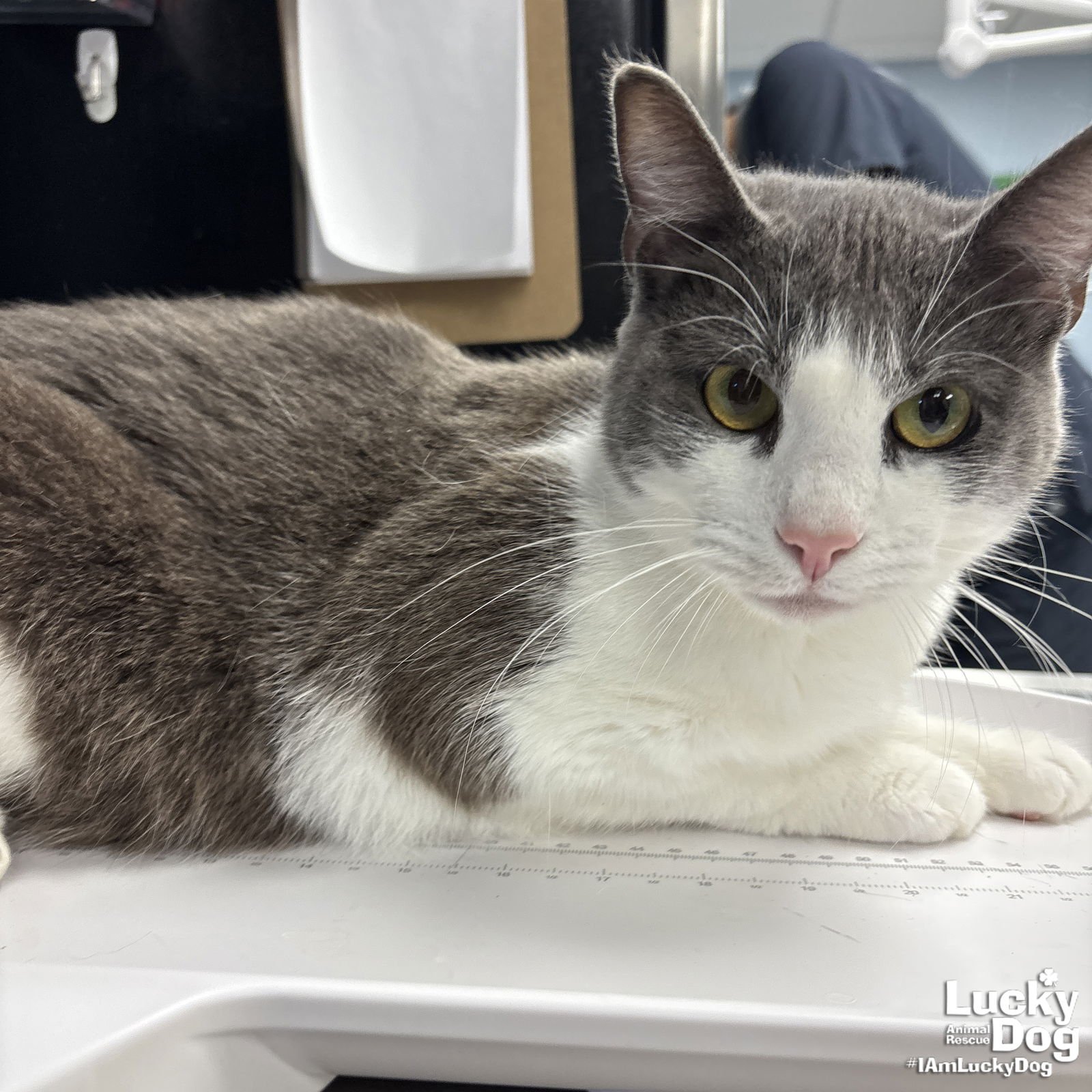 LIZARD - Domestic Short Hair available for adoption