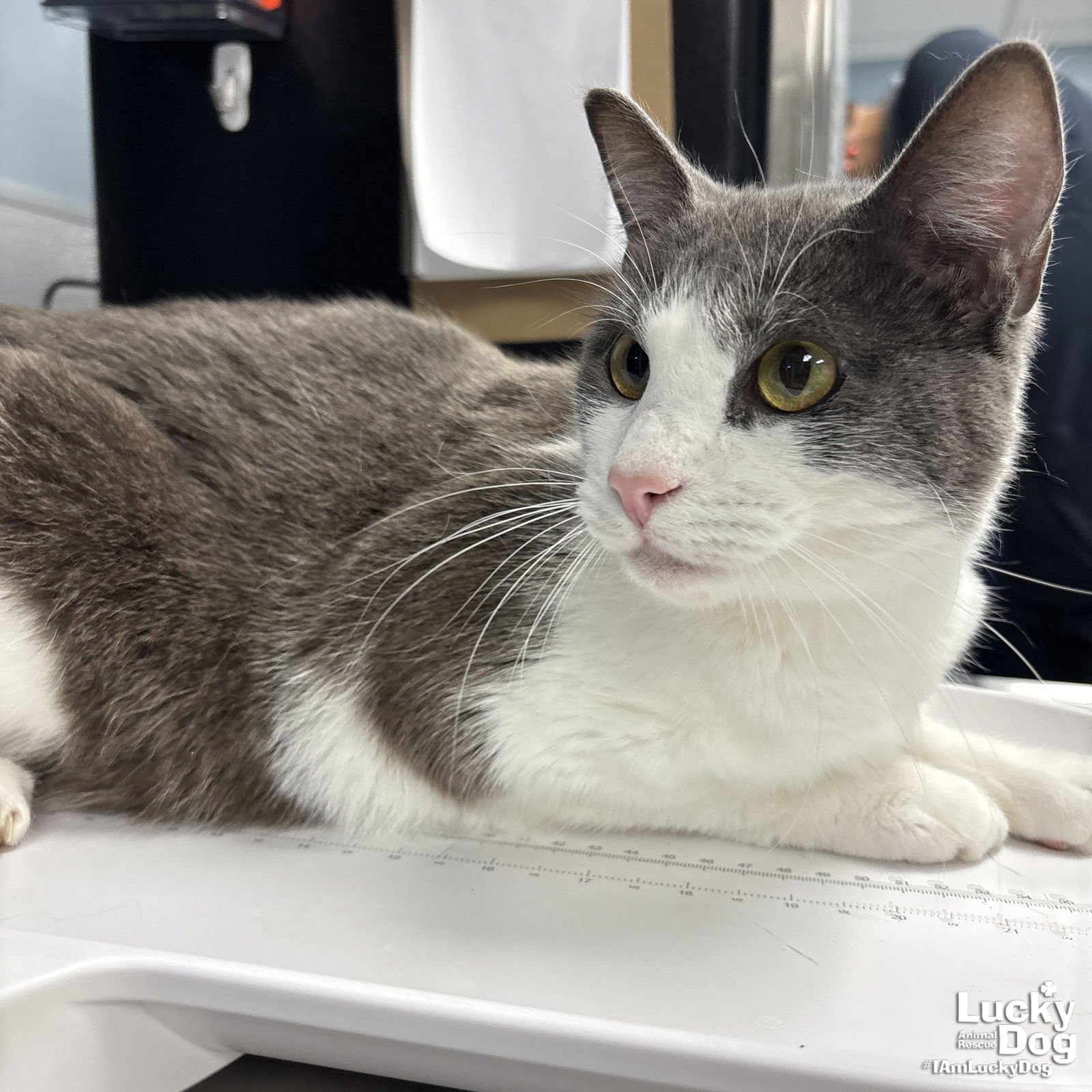 LIZARD - Domestic Short Hair available for adoption