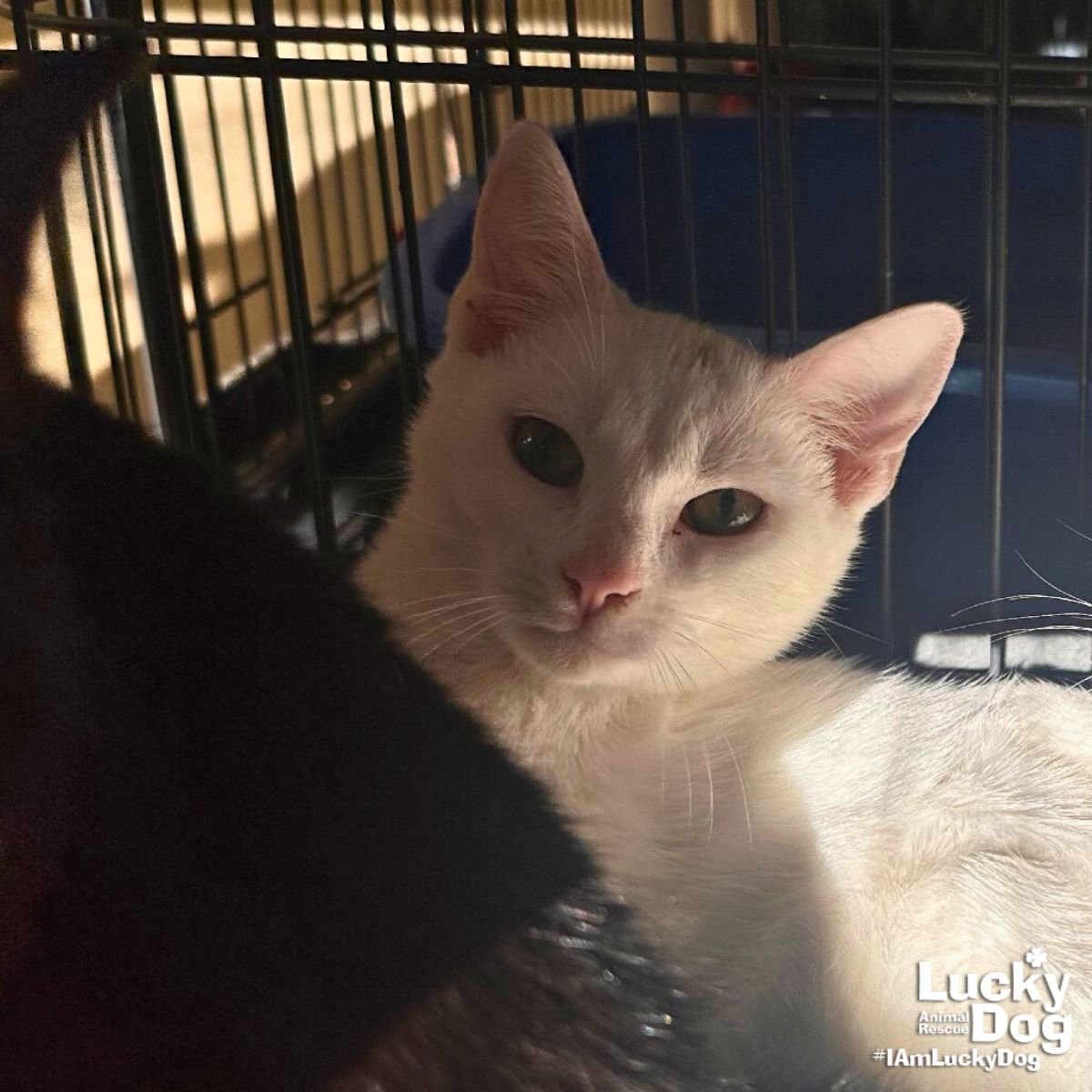 KEVMAS - Domestic Short Hair available for adoption