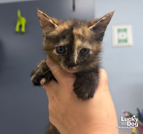 EDEN - Domestic Short Hair available for adoption