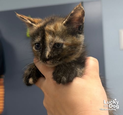 EDEN - Domestic Short Hair available for adoption