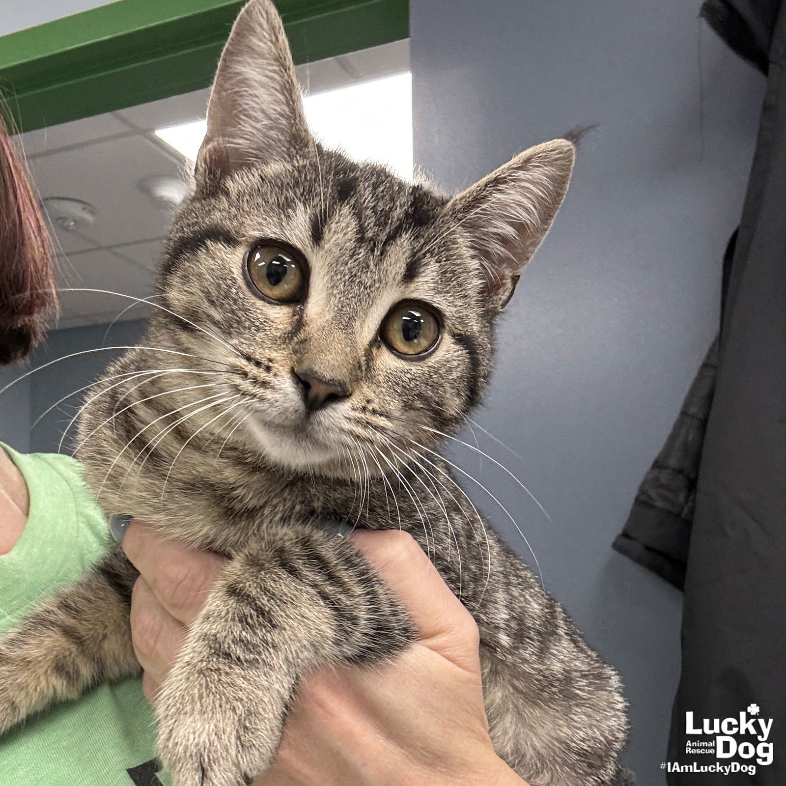 FANNIE - Domestic Short Hair available for adoption