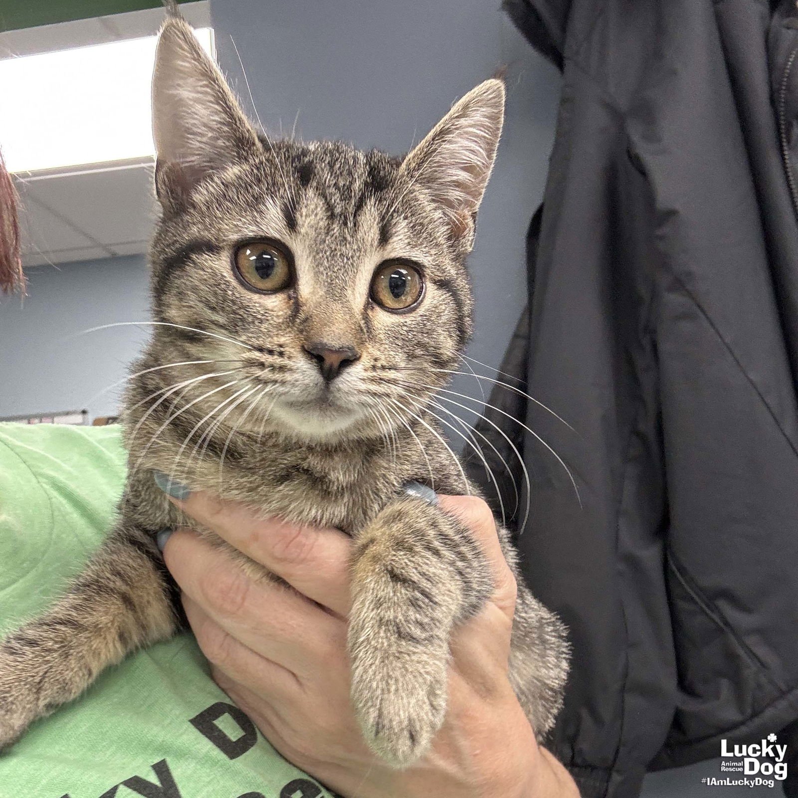 FANNIE - Domestic Short Hair available for adoption