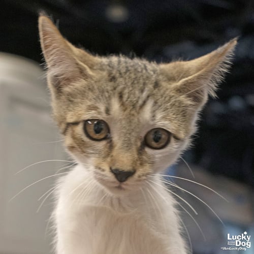 TINY KIT KAT - Domestic Short Hair available for adoption