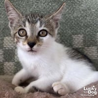 Tiny Kit Kat - Photo 2