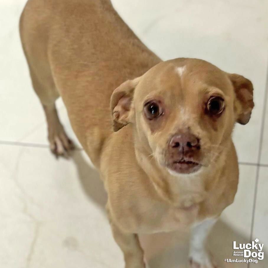 ATHENA - Chihuahua available for adoption