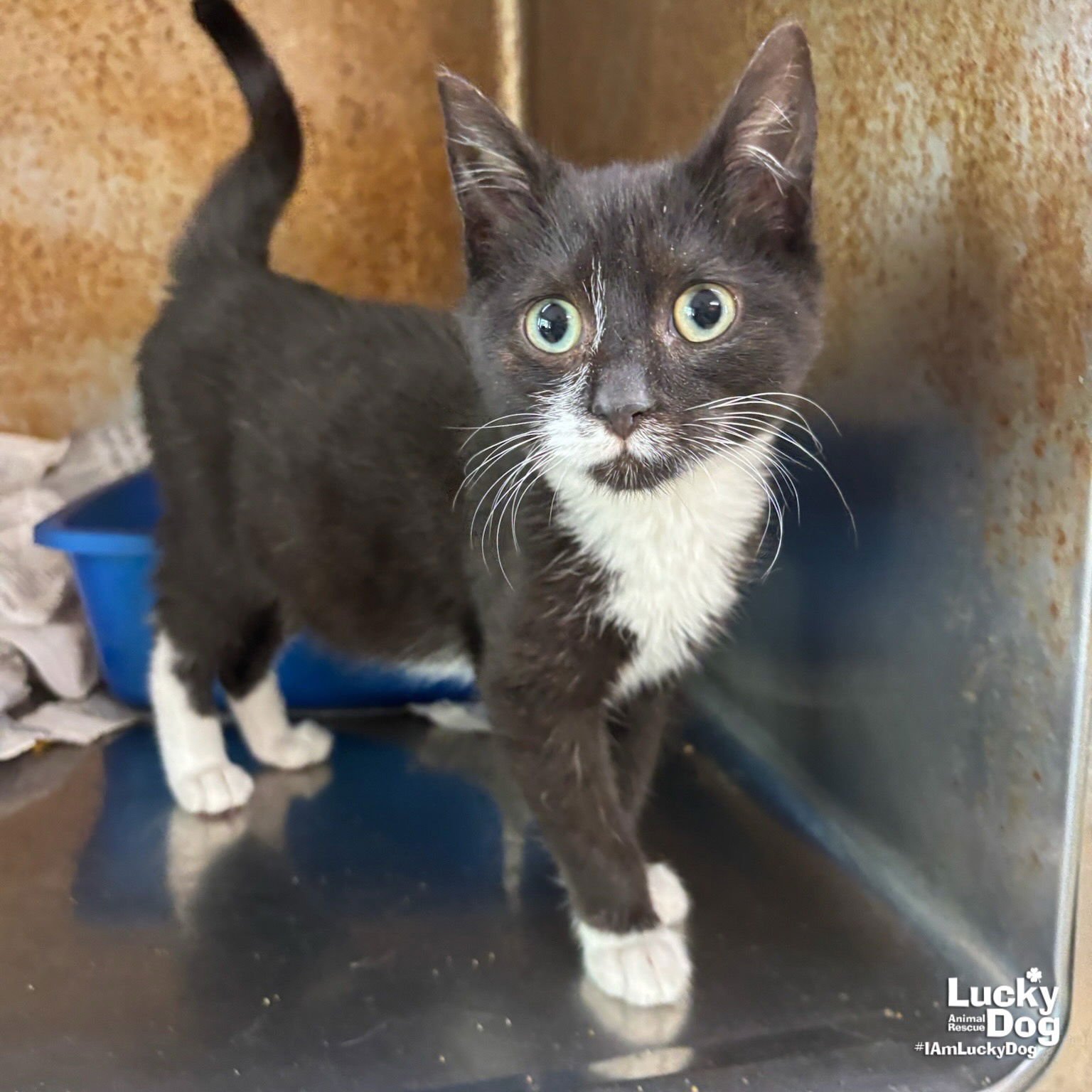 SI - Domestic Short Hair / Tuxedo available for adoption