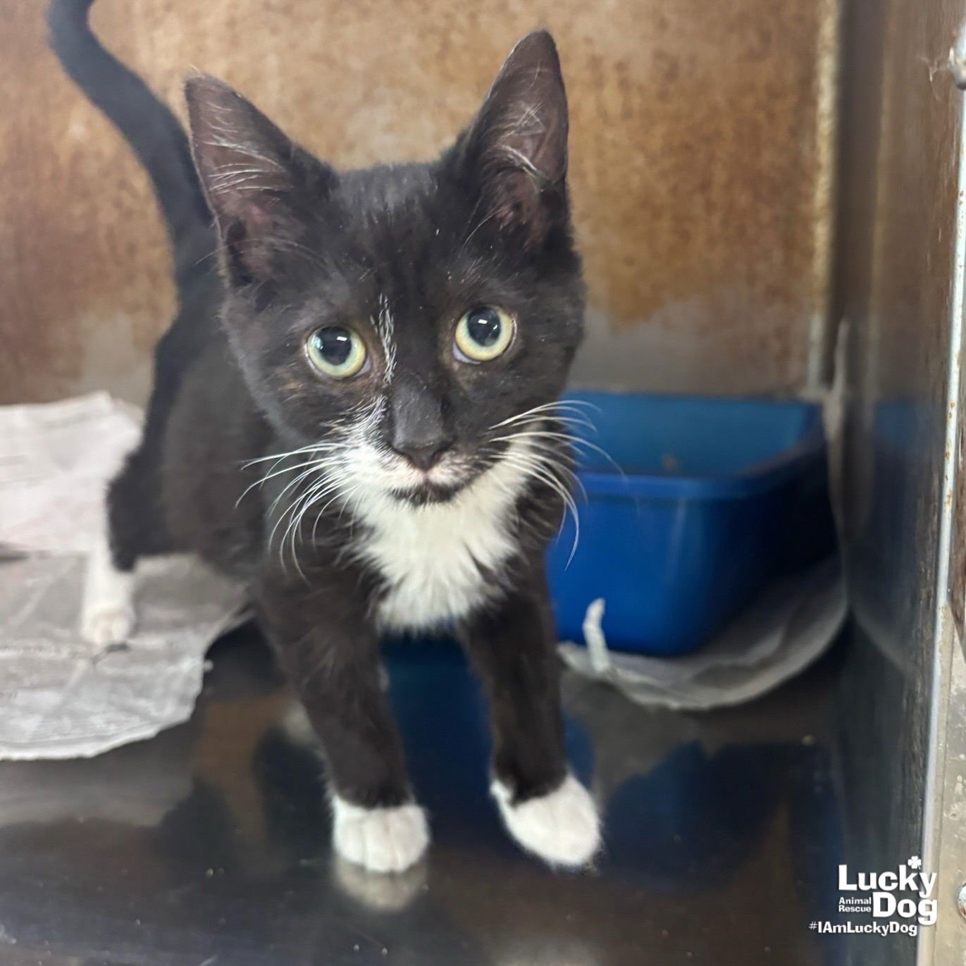 SI - Domestic Short Hair / Tuxedo available for adoption