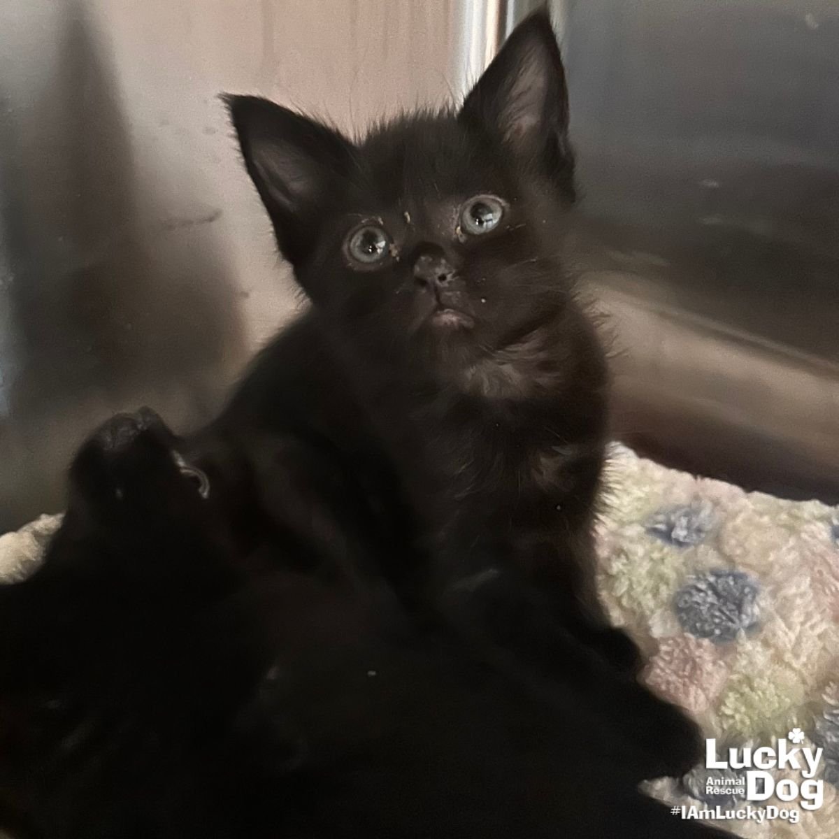 HERA - Domestic Short Hair available for adoption