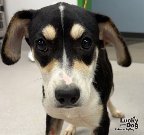 SAMMY - Shepherd / Labrador Retriever available for adoption