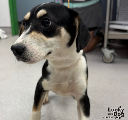 SAMMY - Shepherd / Labrador Retriever available for adoption