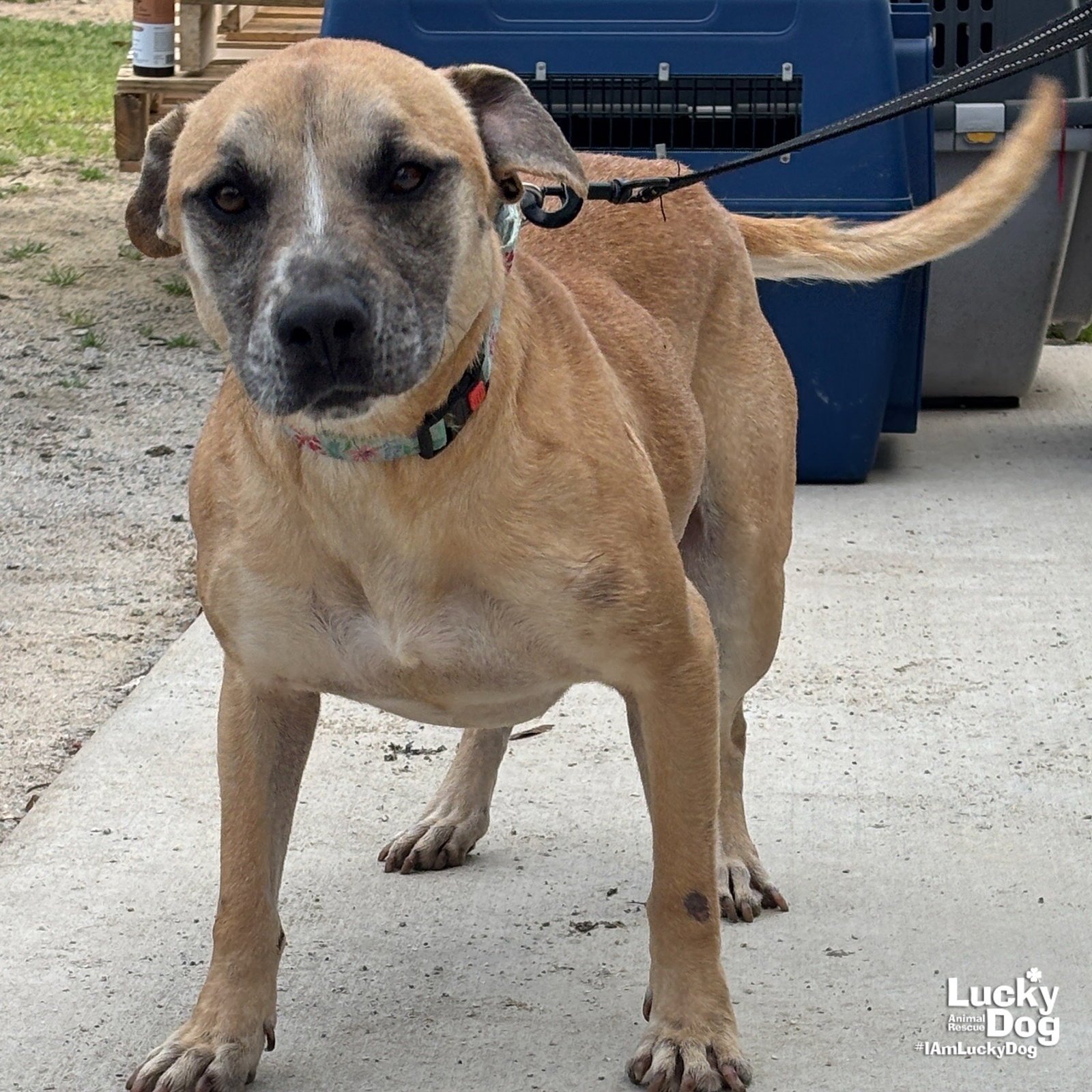 RUE - Shepherd / Labrador Retriever available for adoption