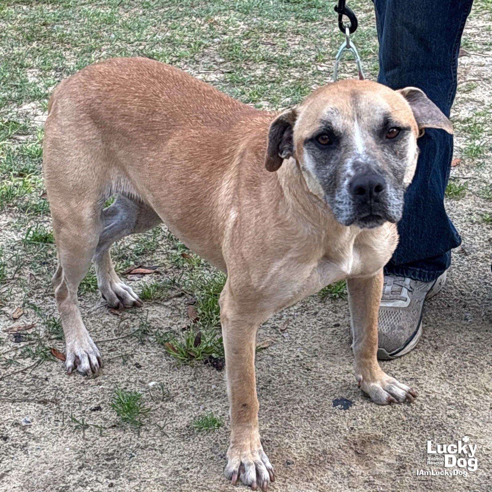 RUE - Shepherd / Labrador Retriever available for adoption