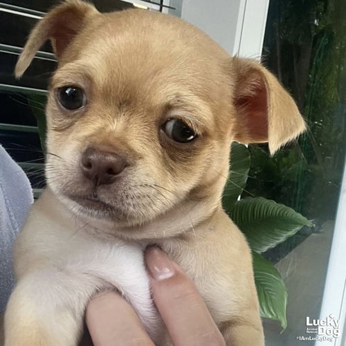 SOPHIE - Chihuahua available for adoption