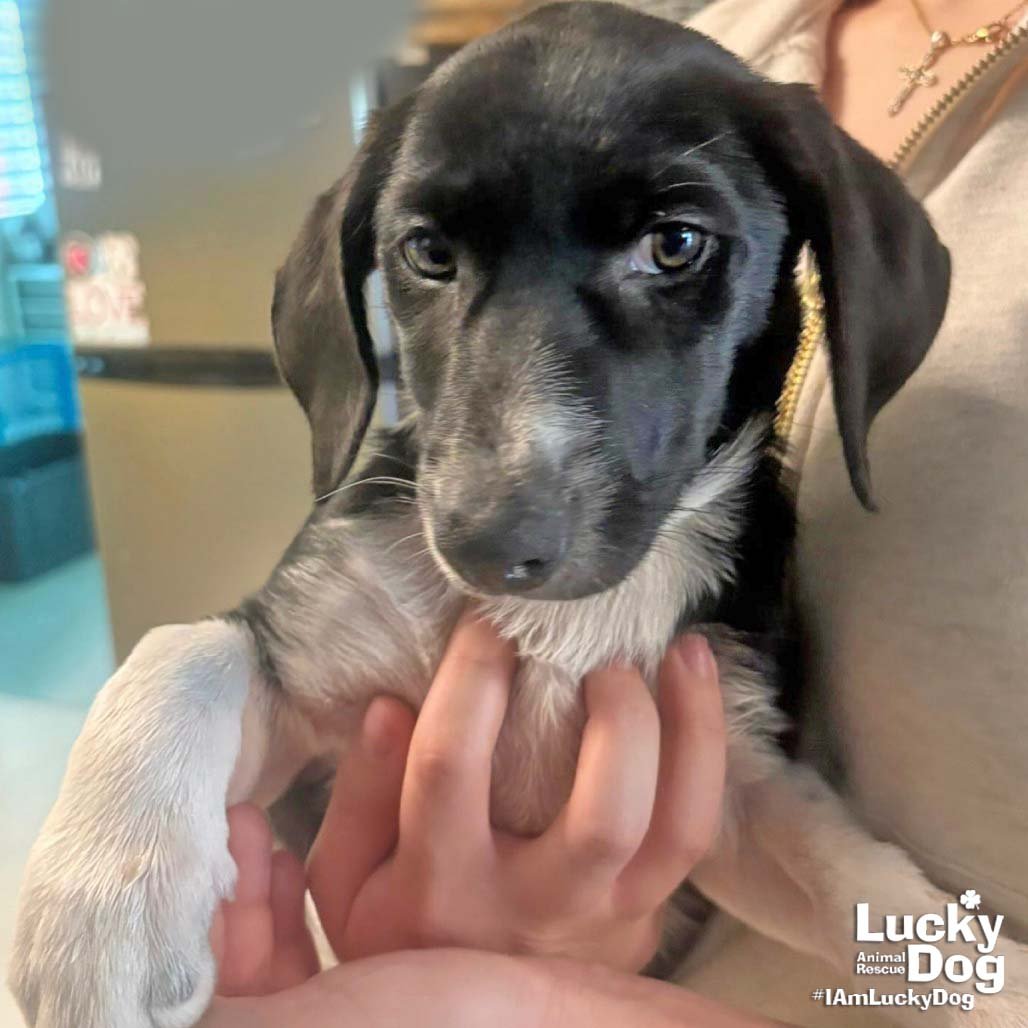 OLIVE - Basset Hound available for adoption