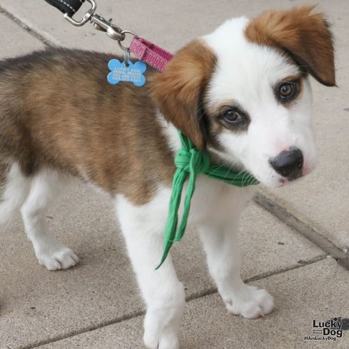 ARES - Australian Cattle Dog/Blue Heeler available for adoption