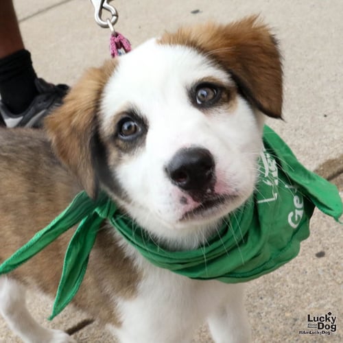 ARES - Australian Cattle Dog/Blue Heeler available for adoption