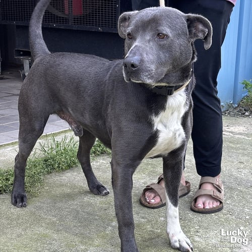 HUFFLEPUFF - Labrador Retriever / Terrier available for adoption