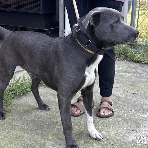 HUFFLEPUFF - Labrador Retriever / Terrier available for adoption