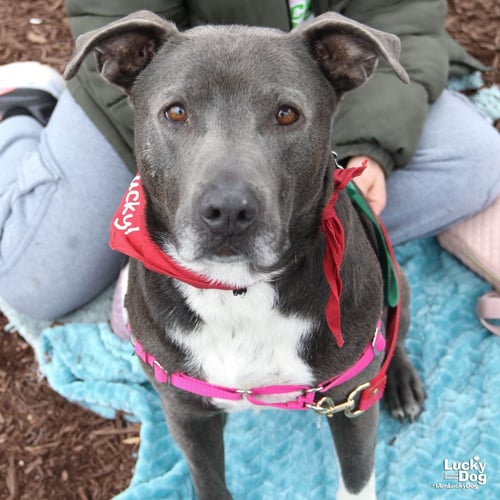 HUFFLEPUFF - Labrador Retriever / Terrier available for adoption