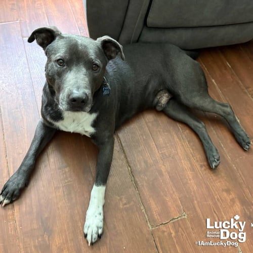 HUFFLEPUFF - Labrador Retriever / Terrier available for adoption