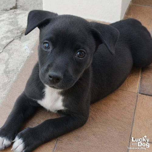 NOLAN - Labrador Retriever available for adoption