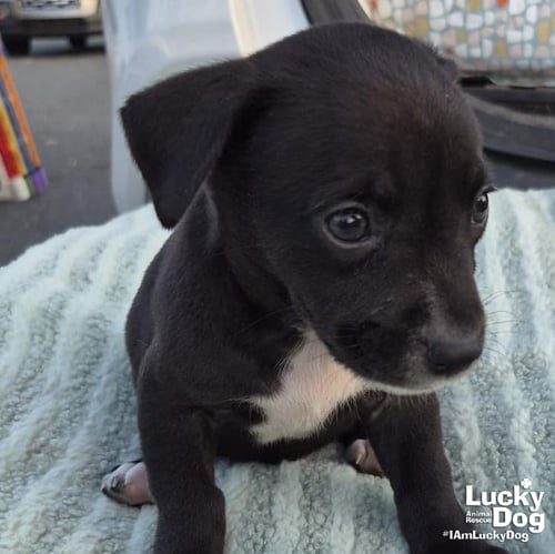 NOLAN - Labrador Retriever available for adoption