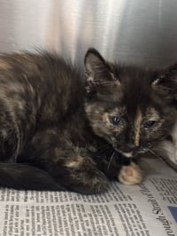 Baby Bastet - Photo 1