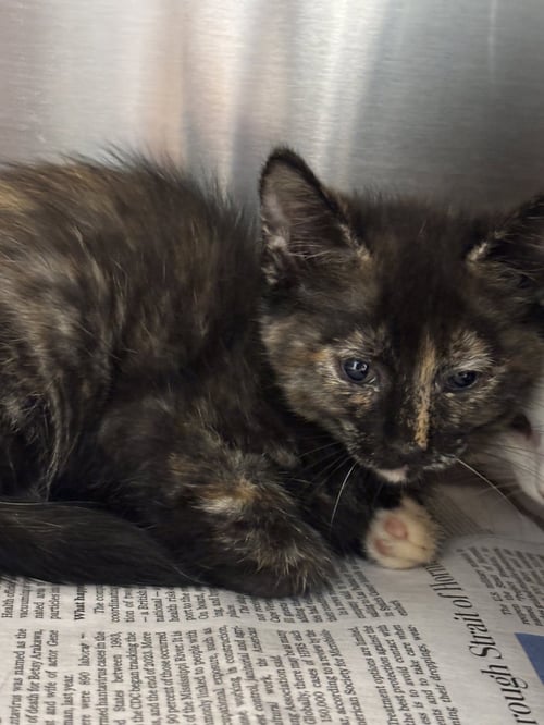 BABY BASTET - Domestic Short Hair available for adoption